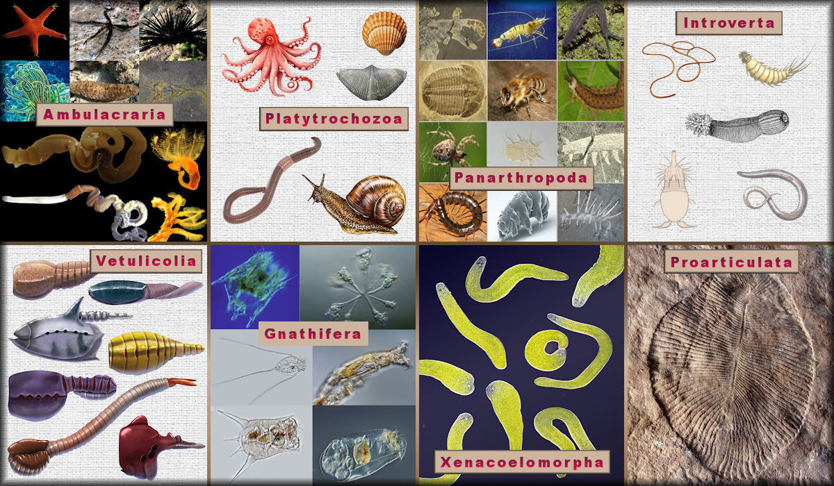 All bilaterally symmetric invertebrates including, but not limited to, echinoderms, arthropods, worms, mollusks, cephalopods, bivalves, gastropods, and extinct relatives.